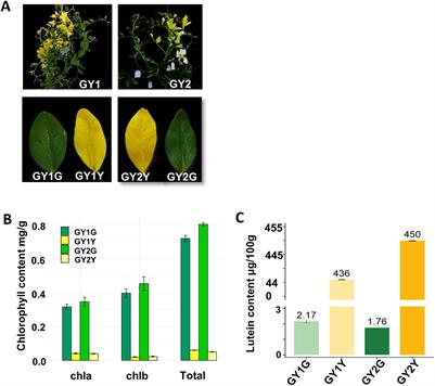 Transcriptional and genetic characteristic of chimera pea generation via double ethyl methanesulfonate-induced mutation revealed by transcription analysis